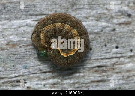 Gros plan sur une chenille hivernante de la moins jaune underwing, Noctua vient Banque D'Images