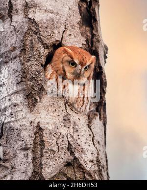 Le duc rouge de l'est chache le hibou de la mercanette de son nid dans un arbre à l'automne au Canada Banque D'Images