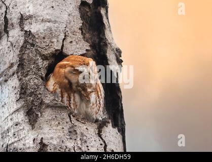 Le duc rouge de l'est chache le hibou de la mercanette de son nid dans un arbre à l'automne au Canada Banque D'Images