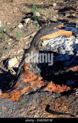 Vestiges d'un ancien chêne de Holm après un feu de forêt d'été dans le parc naturel de Sierras Subbeticas, Algar, province de Cordoba, Andalousie, Espagne Banque D'Images