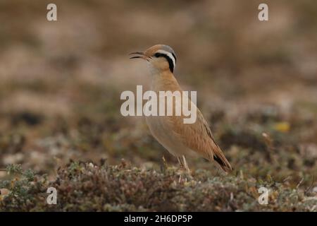 Coureuse de couleur crème pour adultes sur des aires de reproduction/d'alimentation appropriées à Lanzarote.Les oiseaux appariés s'affichant les uns aux autres Banque D'Images