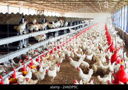 Hens in chicken coop. Stock Photo