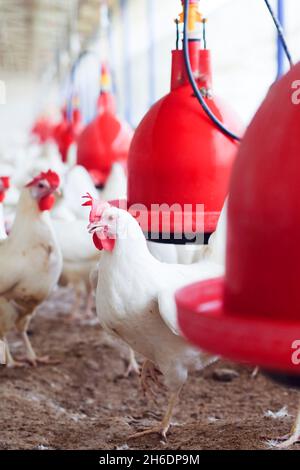 Israel, poules dans un bio, libre roaming, poulet coop un producteur de «oeufs de liberté» les bols d'alimentation rouges sont fabriqués par Plason Banque D'Images