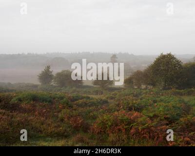 Matin d'automne brumeux à la zone du fond de l'arbre à vent de la New Forest, Hampshire, Royaume-Uni Banque D'Images