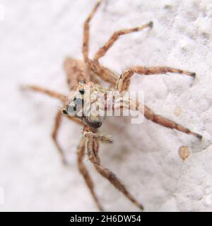 Photo macro d'une araignée sautant brune sur un mur Banque D'Images