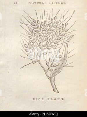 Riz plante du livre "les beautés de la création", ou, un nouveau système moral de l'histoire naturelle : en cinq volumes: Composé de quadrupèdes, oiseaux, poissons et reptiles, arbres et fleurs, et c.&c. v.5 arbres imprimés à Londres par George Riley en 1793 Banque D'Images