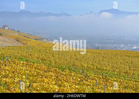 Vignobles au bord du lac Léman dans la région de Lavaux, classée au patrimoine mondial de l'UNESCO, à l'automne, avec vue sur la ville de Vevey et les Alpes en arrière-plan.Pris en t Banque D'Images