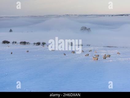 Des moutons éclairés au soleil dans un champ couvert de neige avec des arbres et des haies partiellement enveloppés de brume remplissant la vallée de Tyne en arrière-plan. Banque D'Images