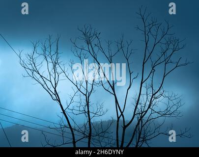 Paysage d'un arbre mort simpliste entouré de brume au crépuscule. Banque D'Images