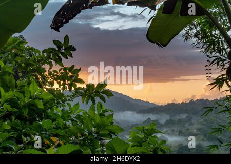 Vue sur l'étendue de la forêt tropicale de la chaîne du Nord à Trinité-et-Tobago dans la soirée au coucher du soleil. Banque D'Images