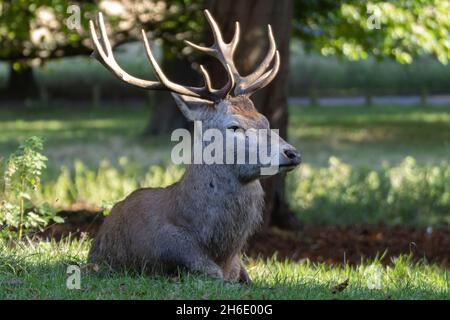 Red Deer dans le parc Banque D'Images