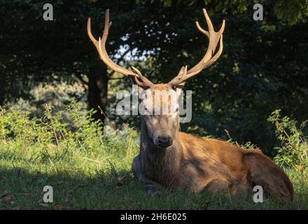 Stag at Wollaton Park Banque D'Images