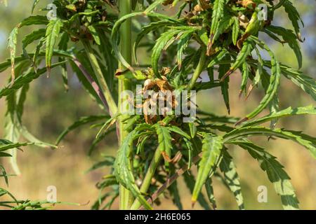 Graines dans un bourgeon d'un buisson de cannabis avec trichomes.Période de floraison Banque D'Images