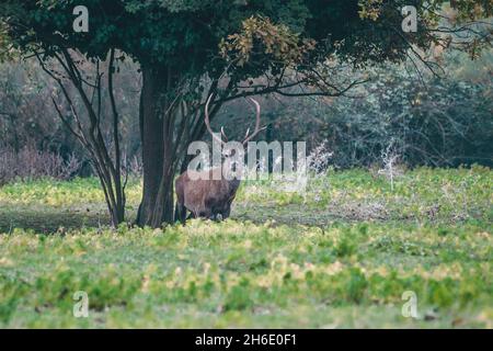 Cerf rouge sauvage dans la réserve naturelle de Mesola, Ferrara, Italie - c'est une espèce protégée autochtone, le cerf de Mesola, le dernier en territoire italien Banque D'Images