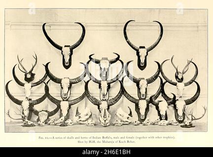 Trophées de chasse aux crânes et cornes de Buffalo indiens du livre « The Great and Small game of India, Birma, & Tibet » de Richard Lydekker, publié à Londres par R. Ward en 1900