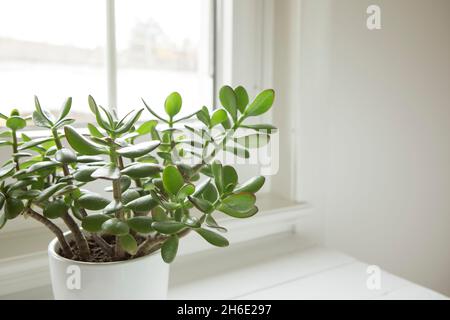 Crassula ovata, plante de jade gros plan.Maison plante dans pot sur le seuil de la fenêtre avec des feuilles vertes luxuriantes.Succulent dans le jardin de la maison. Banque D'Images