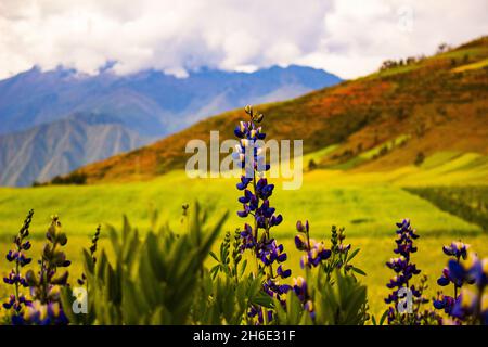 Gros plan de Sky Lupin, Lupinus nanus.Belles fleurs sauvages. Banque D'Images
