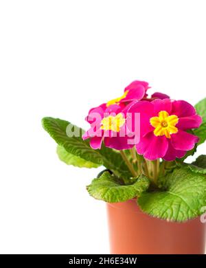 Fleur de Primula rose en pot de fleurs sur fond blanc Banque D'Images