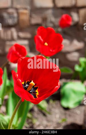Tulipes rouges au printemps sur fond de pierre floue Banque D'Images