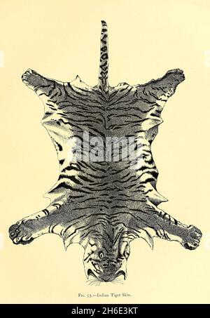 Tigre indien [le tigre du Bengale, également connu sous le nom de tigre du Bengale royal, est un tigre d'une population spécifique du Panthera tigris tigris] peau du livre ' le grand et petit jeu de l'Inde, de la Birmanie, et du Tibet ' par Richard Lydekker, publié à Londres par R. Ward en 1900 Banque D'Images