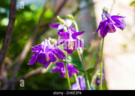 Les fleurs de l'Aquilegia violet se ferment en pleine journée ensoleillée d'été Banque D'Images