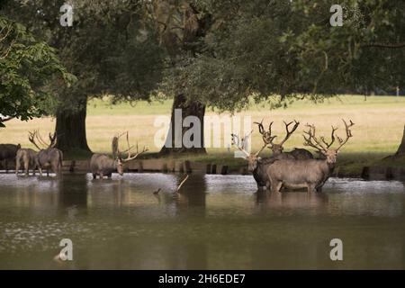 Deer Profitez du temps chaud au parc des cerfs de Woburn Abbey à Bedfordshire, l'un des plus grands parcs de conservation privés d'Europe. Banque D'Images