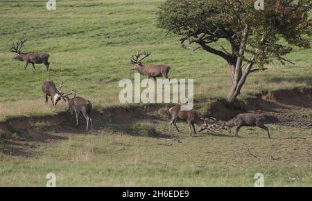 Deer Profitez du temps chaud au parc des cerfs de Woburn Abbey à Bedfordshire, l'un des plus grands parcs de conservation privés d'Europe. Banque D'Images