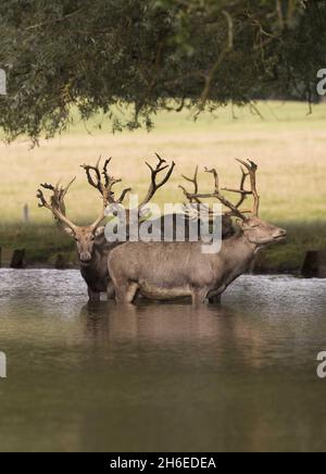 Deer Profitez du temps chaud au parc des cerfs de Woburn Abbey à Bedfordshire, l'un des plus grands parcs de conservation privés d'Europe. Banque D'Images