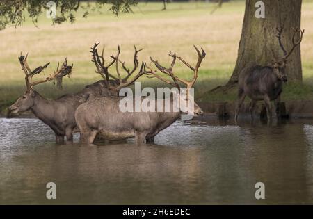 Deer Profitez du temps chaud au parc des cerfs de Woburn Abbey à Bedfordshire, l'un des plus grands parcs de conservation privés d'Europe. Banque D'Images