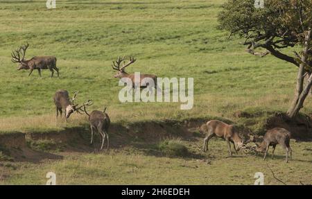 Deer Profitez du temps chaud au parc des cerfs de Woburn Abbey à Bedfordshire, l'un des plus grands parcs de conservation privés d'Europe. Banque D'Images