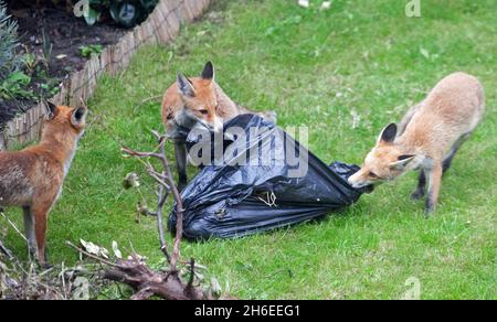 Un renard attaque un bébé à Londres