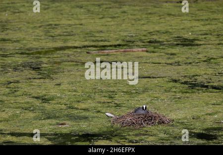 Une vue générale d'un coot sur son nid sur une couche d'algues qui a grandi grâce au temps chaud récent dans le parc St. James, Londres. Banque D'Images