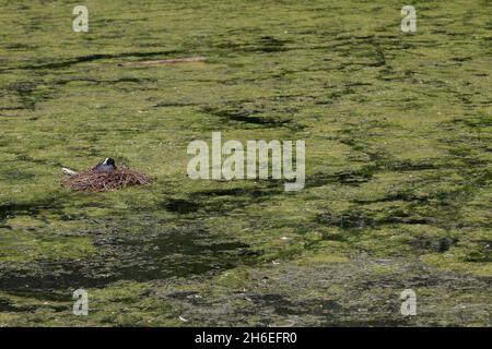 Une vue générale d'un coot sur son nid sur une couche d'algues qui a grandi grâce au temps chaud récent dans le parc St. James', Londres. Banque D'Images