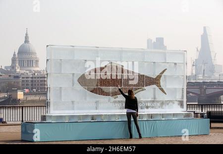 Aujourd'hui, un panneau d'affichage gelé de 20 pieds entièrement constitué de glace et d'argent liquide a été dévoilé pour inciter Brits à économiser de l'argent et à réduire les déchets ménagers en utilisant davantage leur congélateur.Le panneau d'affichage contenant à‚Â £ 700 en pièces et billets (la quantité moyenne de déchets ménagers chaque année sur la nourriture) a été créé par iFreeze, iSave et suit la recherche révélant que deux millions de Britanniques conservent l'argent dans le congélateur mais jettent 850,000 tonnes de bonne nourriture chaque année. Banque D'Images