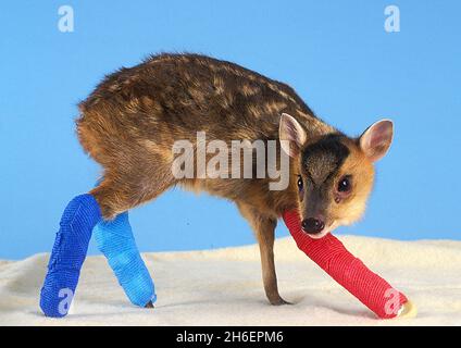 Un jeune cerf muntjac nommé « Rudolf » a été secouru par le personnel de l'hôpital pour animaux de St Tiggywinkles à Bucks.Rudolf a été sauvé après qu'il ait été frappé par une voiture avec sa mère qui est morte.Il a subi 3 jambes cassées qui ont abouti à la chirurgie et tous ont été mis dans le plâtre.il peut juste gérer de se tenir et commence à marcher à nouveau et est alimenté en bouteille par l'un des mamans nourriciers à l'hôpital.Il devrait faire un rétablissement complet NB - le gestionnaire de St Tiggywinkles est disposé à donner une entrevue.Jeff Moore/allactiondigital.com Banque D'Images