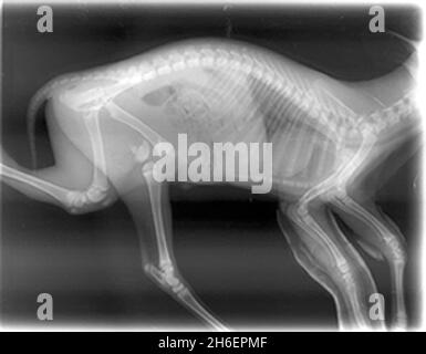 Un jeune cerf muntjac nommé « Rudolf » a été secouru par le personnel de l'hôpital pour animaux de St Tiggywinkles à Bucks.Rudolf a été sauvé après qu'il ait été frappé par une voiture avec sa mère qui est morte.Il a subi 3 jambes cassées qui ont abouti à la chirurgie et tous ont été mis dans le plâtre.il peut juste gérer de se tenir et commence à marcher à nouveau et est alimenté en bouteille par l'un des mamans nourriciers à l'hôpital.Il devrait faire un rétablissement complet NB - le gestionnaire de St Tiggywinkles est disposé à donner une entrevue.Jeff Moore/allactiondigital.com Banque D'Images