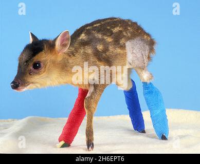 Un jeune cerf muntjac nommé « Rudolf » a été secouru par le personnel de l'hôpital pour animaux de St Tiggywinkles à Bucks.Rudolf a été sauvé après qu'il ait été frappé par une voiture avec sa mère qui est morte.Il a subi 3 jambes cassées qui ont abouti à la chirurgie et tous ont été mis dans le plâtre.il peut juste gérer de se tenir et commence à marcher à nouveau et est alimenté en bouteille par l'un des mamans nourriciers à l'hôpital.Il devrait faire un rétablissement complet NB - le gestionnaire de St Tiggywinkles est disposé à donner une entrevue.Jeff Moore/allactiondigital.com Banque D'Images