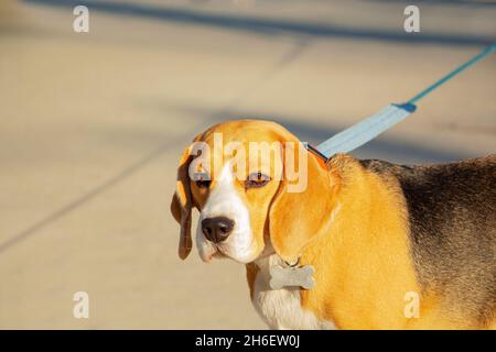 un chien de beagle sur une courte laisse dans un environnement urbain Banque D'Images