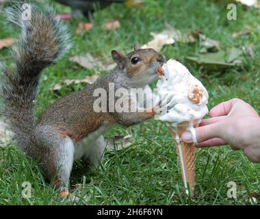 Un écureuil gloueux prend une petite glace d'un touriste à St James Park, Londres. Banque D'Images