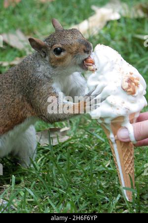 Un écureuil gloueux prend une petite glace d'un touriste à St James Park, Londres. Banque D'Images