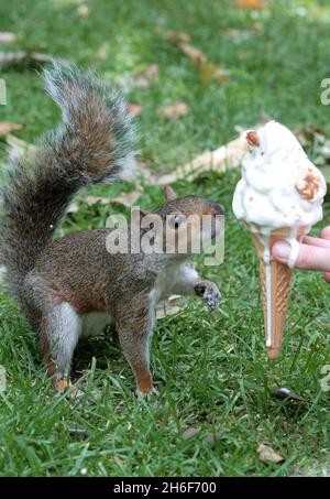 Un écureuil gloueux prend une petite glace d'un touriste à St James Park, Londres. Banque D'Images