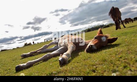 Les chevaux sauvages et leurs poulains se baignent sous le soleil chaud de la Nouvelle forêt près de Dorset. Banque D'Images