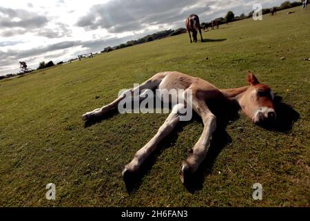 Les chevaux sauvages et leurs poulains se baignent sous le soleil chaud de la Nouvelle forêt près de Dorset. Banque D'Images