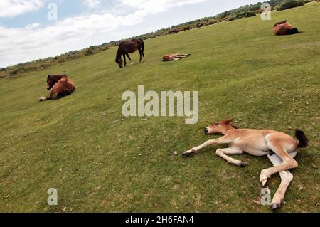 Les chevaux sauvages et leurs poulains se baignent sous le soleil chaud de la Nouvelle forêt près de Dorset. Banque D'Images