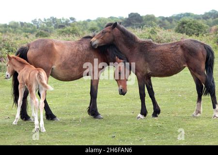 Les chevaux sauvages et leurs poulains se baignent sous le soleil chaud de la Nouvelle forêt près de Dorset. Banque D'Images