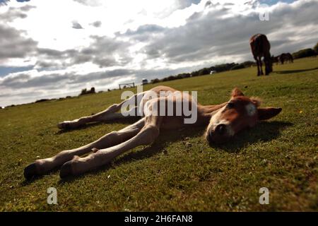 Les chevaux sauvages et leurs poulains se baignent sous le soleil chaud de la Nouvelle forêt près de Dorset. Banque D'Images