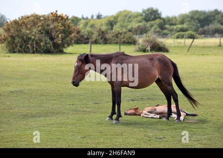 Les chevaux sauvages et leurs poulains se baignent sous le soleil chaud de la Nouvelle forêt près de Dorset. Banque D'Images