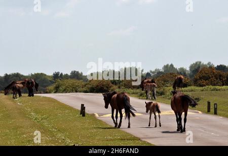 Les chevaux sauvages et leurs poulains se baignent sous le soleil chaud de la Nouvelle forêt près de Dorset. Banque D'Images