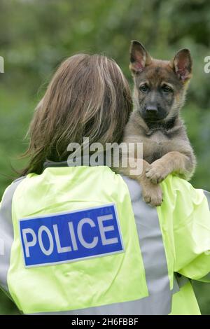 Photo du dossier datée du 02/05/2006 d'un chiot Berger allemand formé par la police.Deux chiens de police sont morts hier après avoir été laissés dans la voiture de leurs maîtres le jour le plus chaud de l'année.Les bergers allemands ont été trouvés morts dans le véhicule stationné à l'extérieur du quartier général de la police de Notinghamshire. Banque D'Images