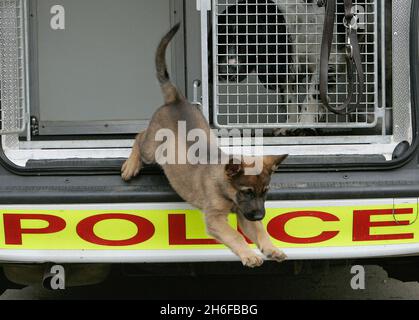 Photo du dossier datée du 02/05/2006 d'un chiot Berger allemand formé par la police.Deux chiens de police sont morts hier après avoir été laissés dans la voiture de leurs maîtres le jour le plus chaud de l'année.Les bergers allemands ont été trouvés morts dans le véhicule stationné à l'extérieur du quartier général de la police de Notinghamshire. Banque D'Images